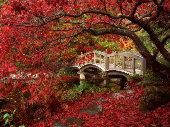 http://iren06.cowblog.fr/images/japanesegarden.jpg